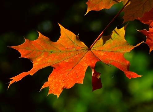 Blätter im Herbst