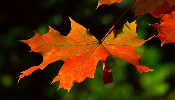 Blätter im Herbst